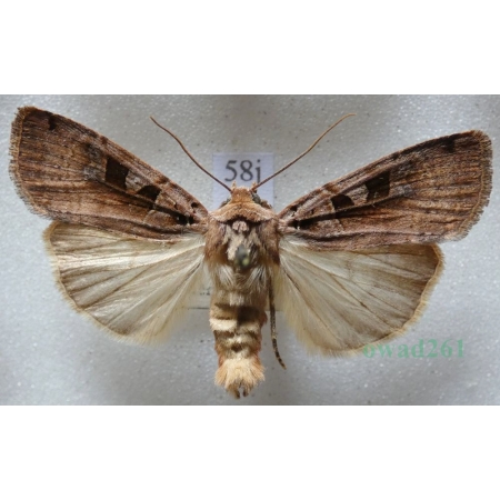 Xestia ditrapezium (Denis & Schiffermüller, 1775) Rolnica dwutrapezka Czech58j
